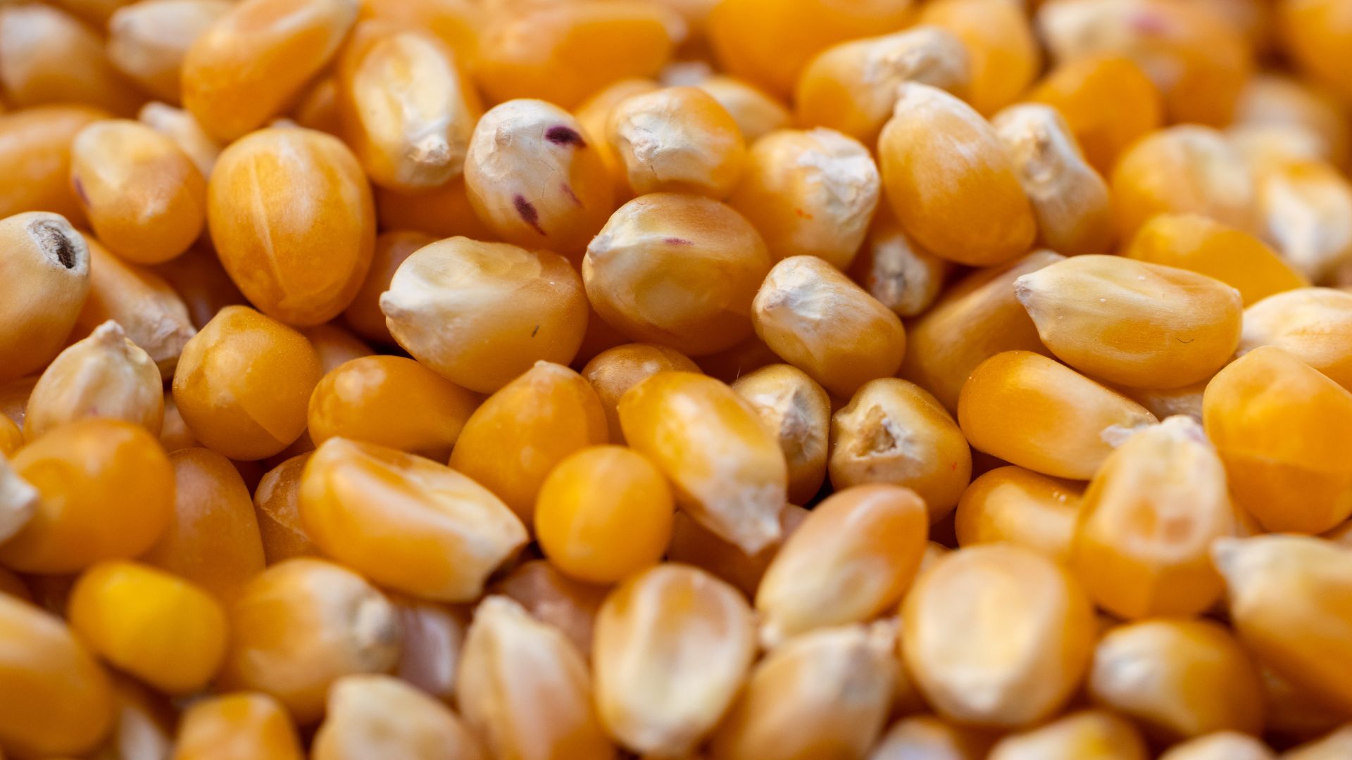 Maize (Corn) Sourcing for Poultry Feed