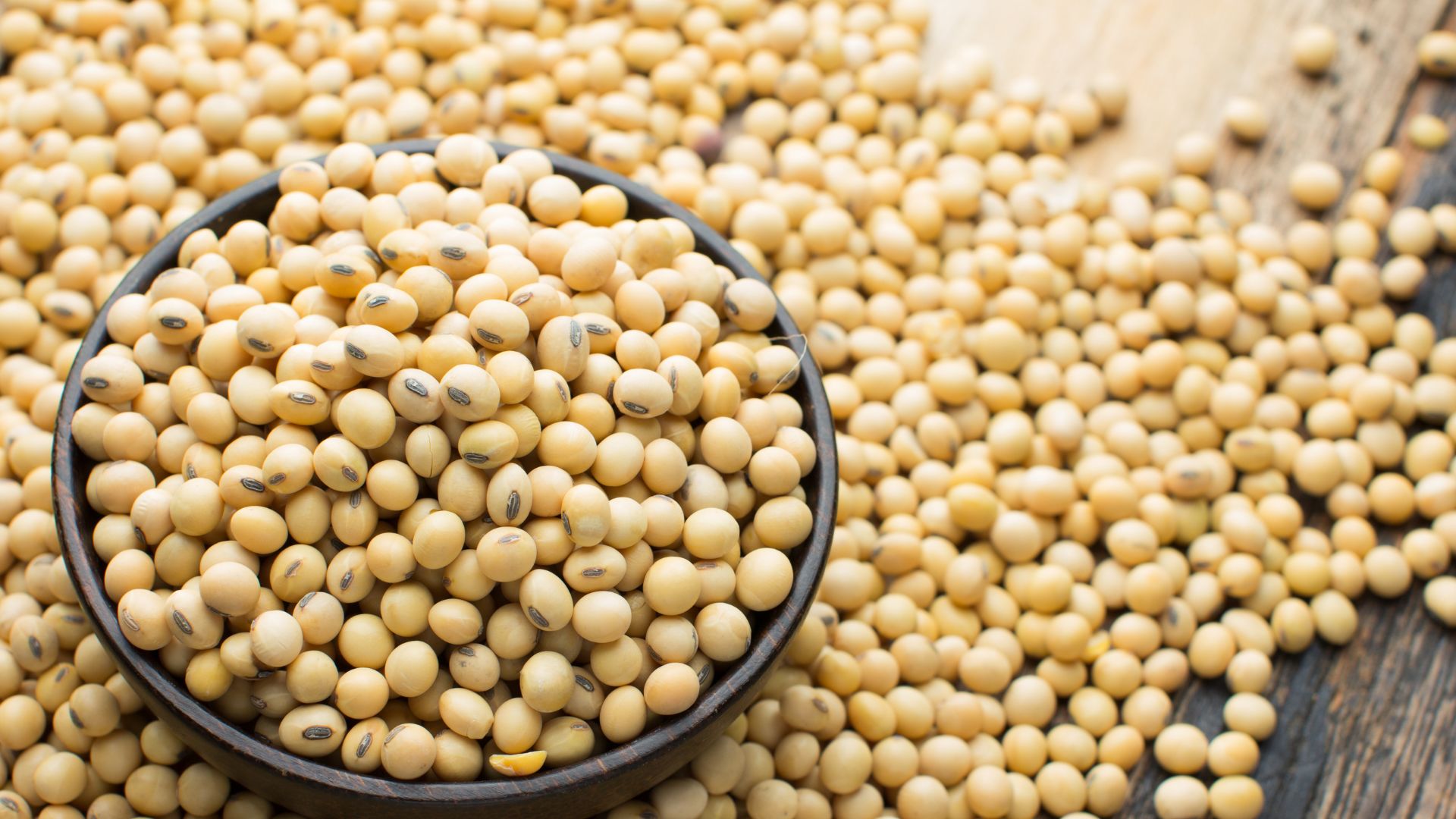 Soybean Meal vs. Alternative Protein Sources for Poultry Feed